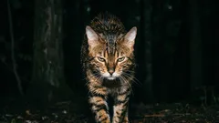 Halten Sie sich diese Katzen auf keinen Fall an! Die bösartigsten Katzenrassen