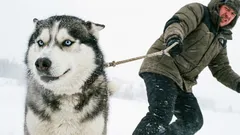 10 Hunderassen, die unerfahrenen Besitzern keine Fehler verzeihen