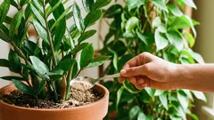 So geben Sie Dünger in den Topf, ohne die Wurzeln zu „verbrennen“: 3 Schritte und die richtige Dosierung.