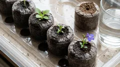 Tabletten oder Torf: Was eignet sich besser für Setzlinge, damit man sich nicht mit Erde herumschlagen muss?